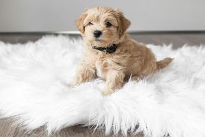 Tierbett Oskar weiß Hund Marke Pets Club Reinkemeier