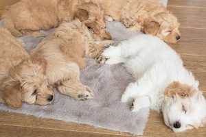 Tierbett Hund Hundewelpen Marke Pets Club Reinkemeier